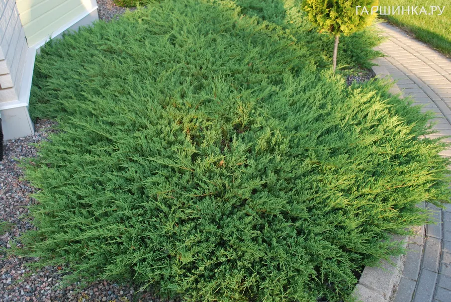 Можжевельник Андорра Компакта горизонтальный