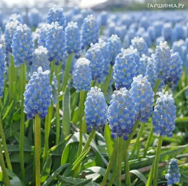 Мускари Пепперминт 10 шт