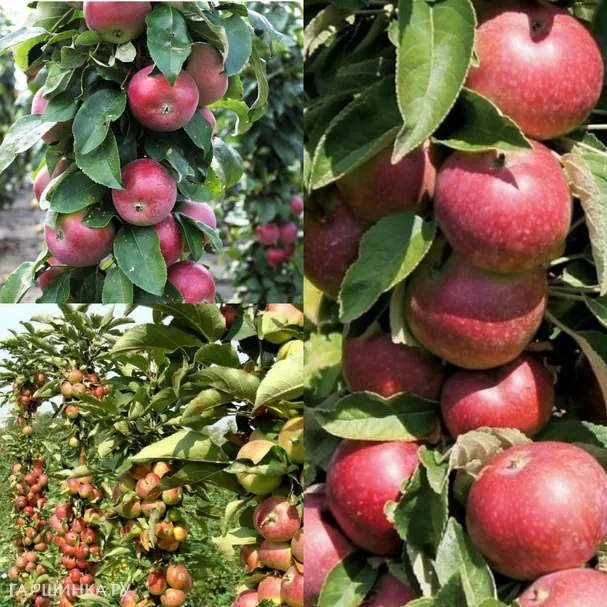 Комплект колоновидных яблонь