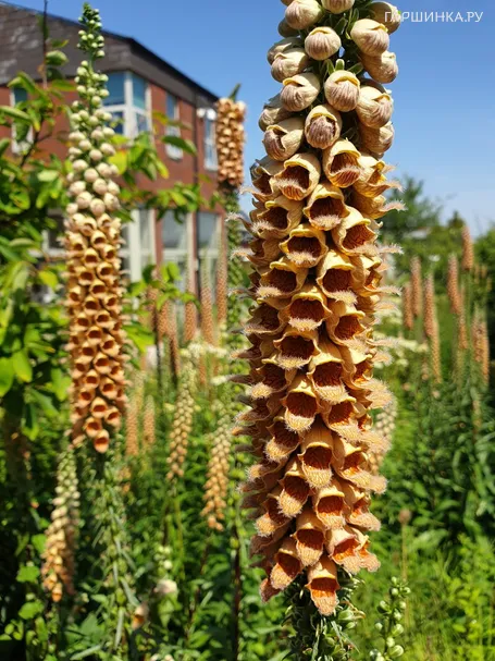 Наперстянка ржавая Гелбер Херолд