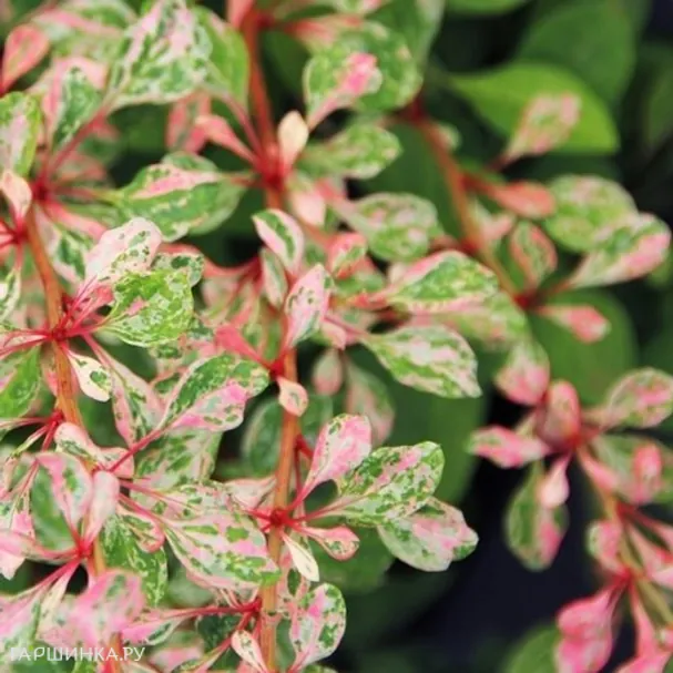 Барбарис Тунберга Наташа