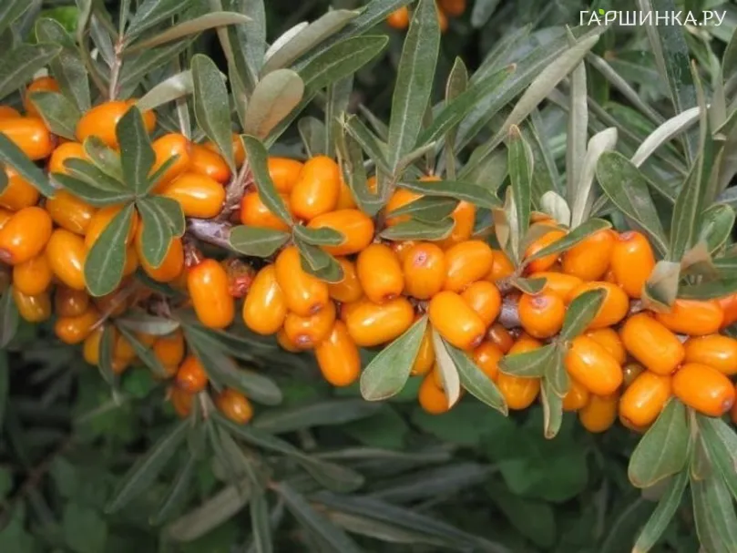 Облепиха Перчик