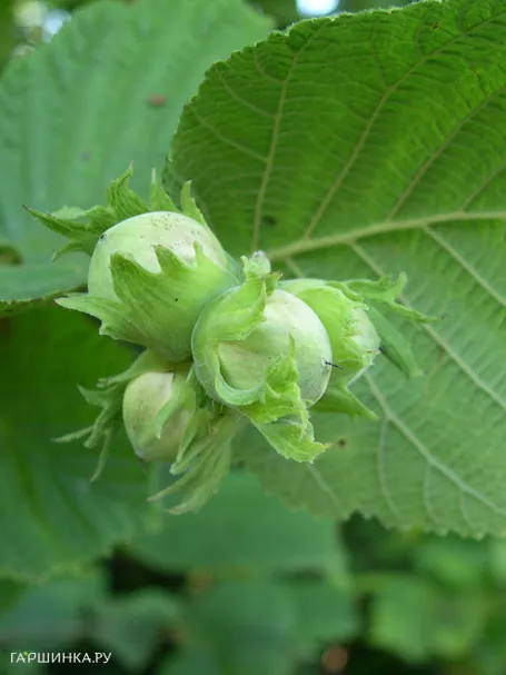Лещина обыкновенная (фундук) Олбзуми зе Халле