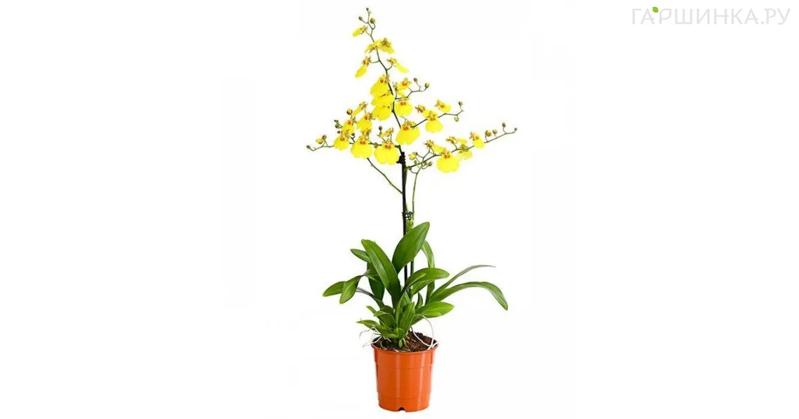 Онцидиум Жёлтый 1 ст