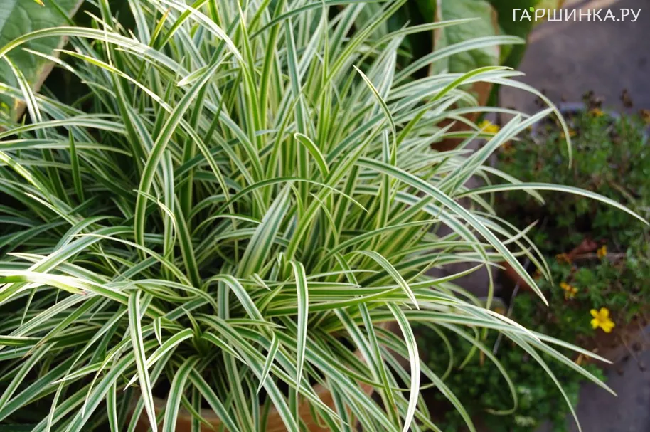 Осока Морроу Вариегата