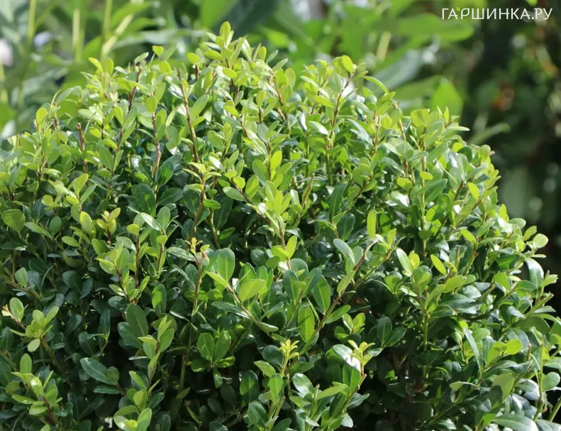 Падуб городчатый Грин Хедж