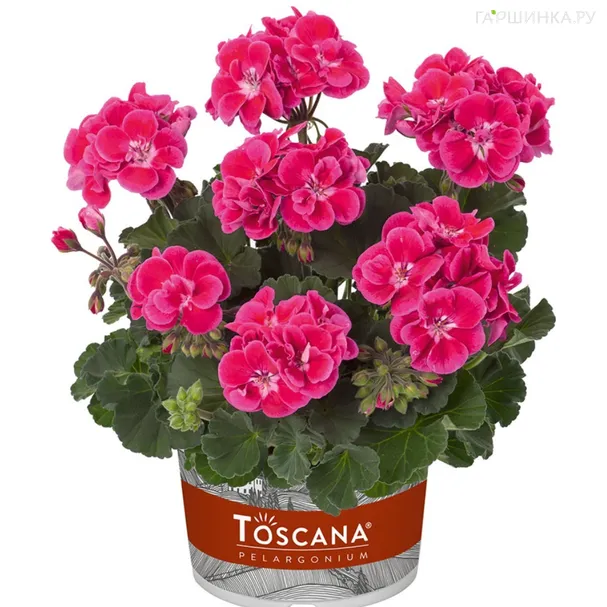 Пеларгония зональная Тоскана Кастелло Роуз Ай