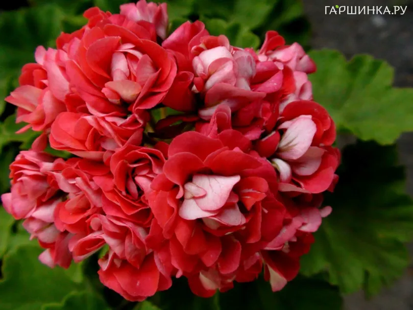 Пеларгония королевская Ред Рамблер