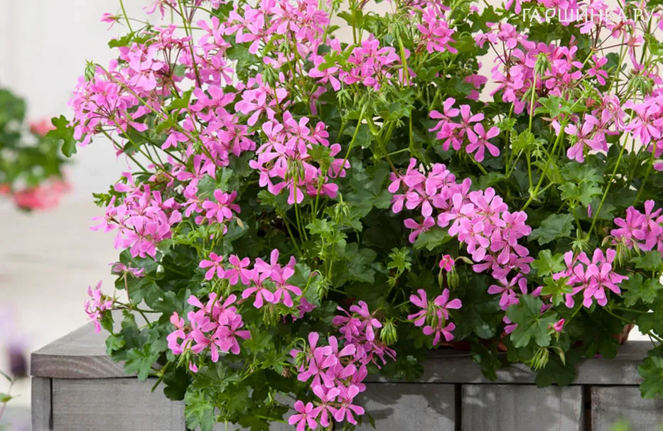 Пеларгония плющелистная Toscana Balcon Rose