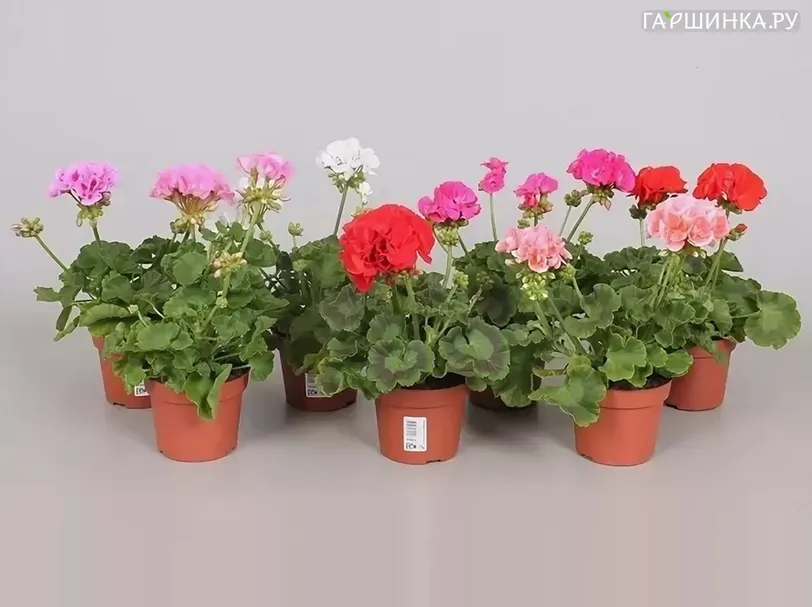 Пеларгония зональная микс