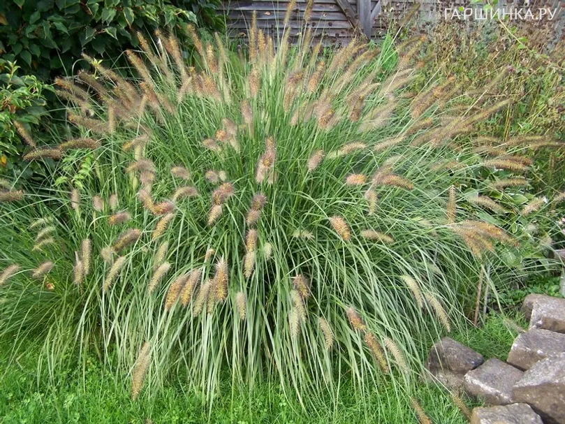 Пеннисетум лисохвостный Литл Хоней