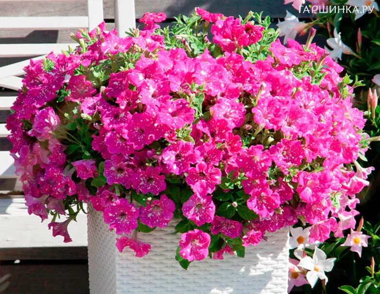 Петуния Беби Долл (Куколка)