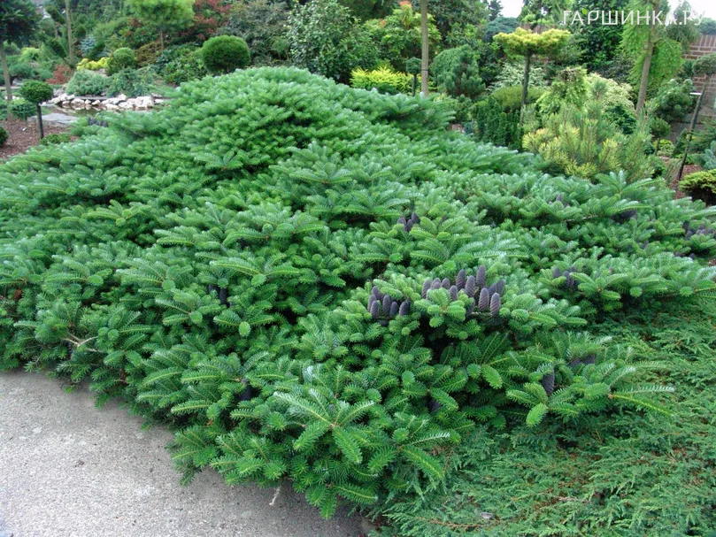 Пихта корейская Грин Карпет