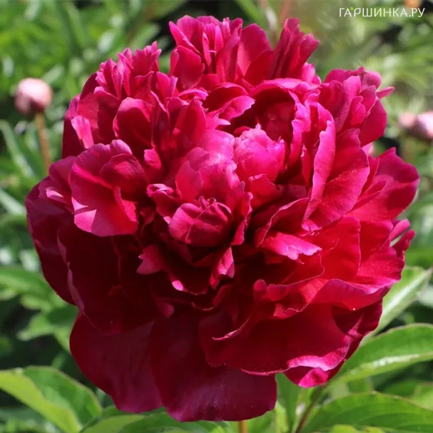 Пион Армани