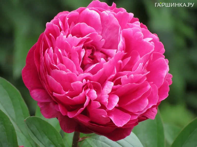 Пион Avis Varner