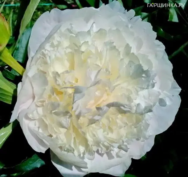Пион Cameillia White