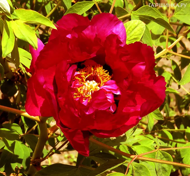 Пион Красный Лотос древовидный красный