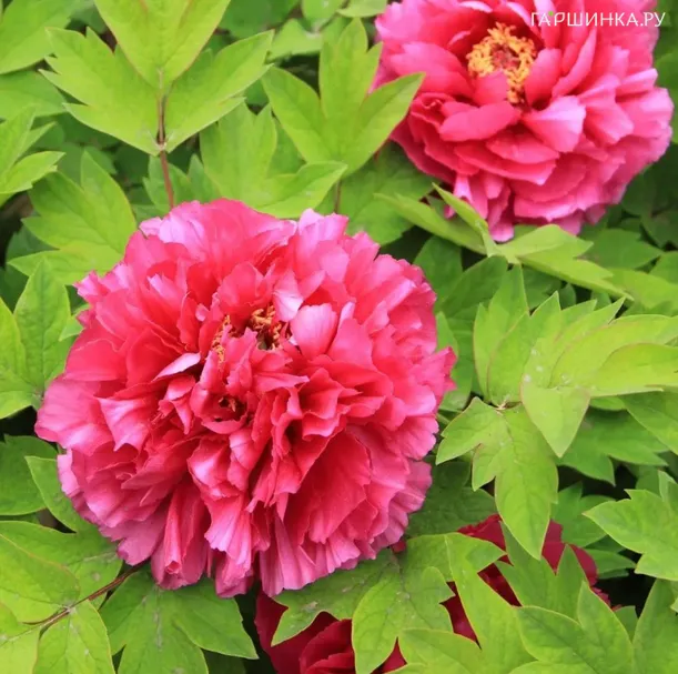 Пион Райзинг Сан древовидный