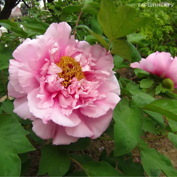 Пион Розовая точка древовидный