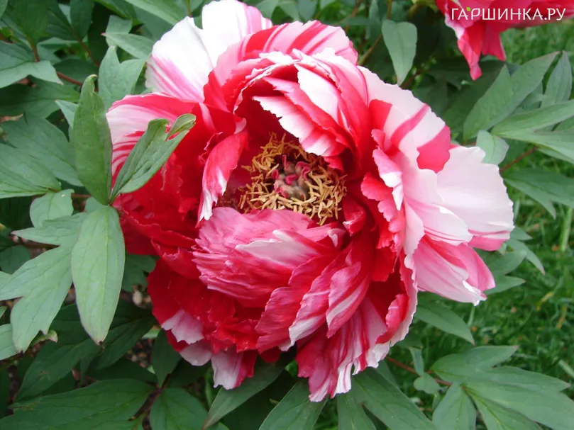 Пион Сестры Киао древовидный