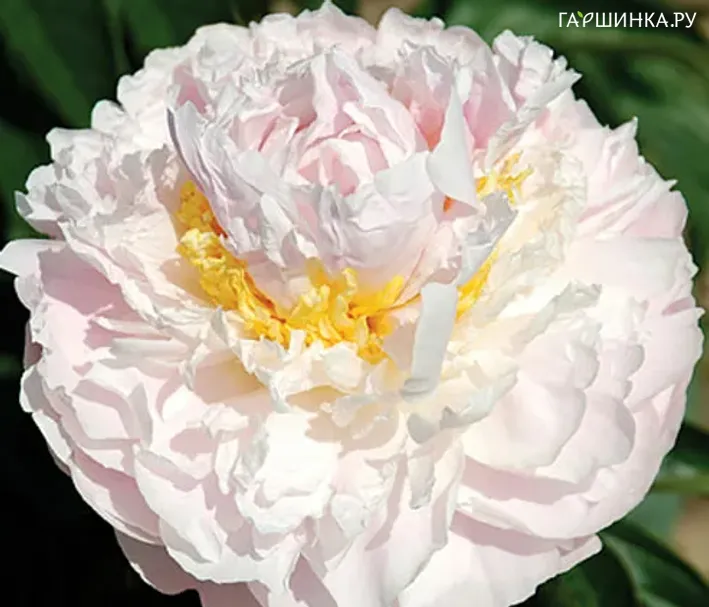 Пион Fragrant Bouquet