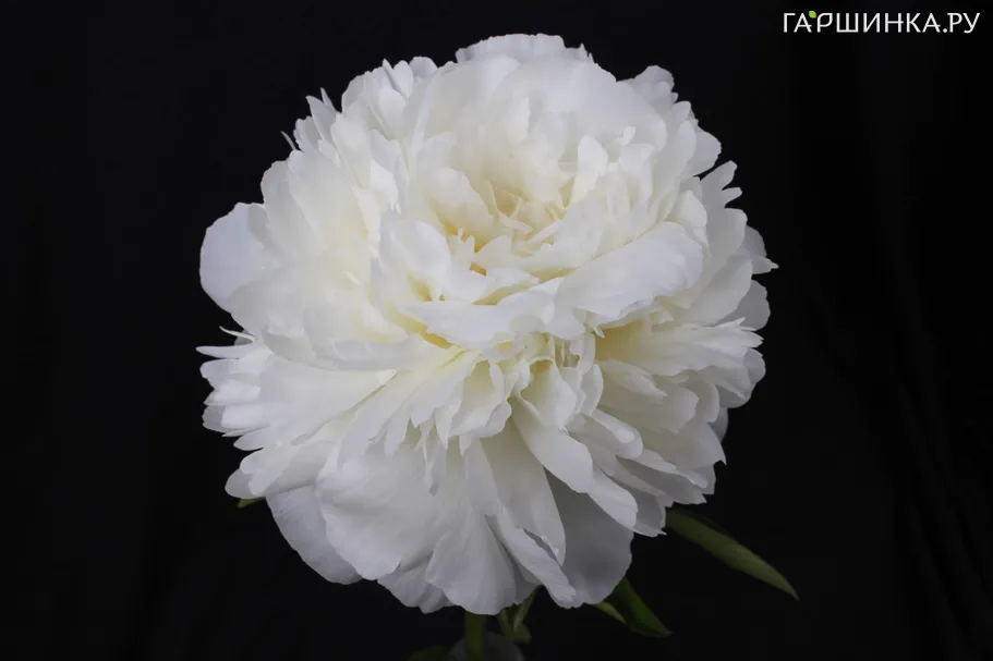 Пион Айвори Виктори