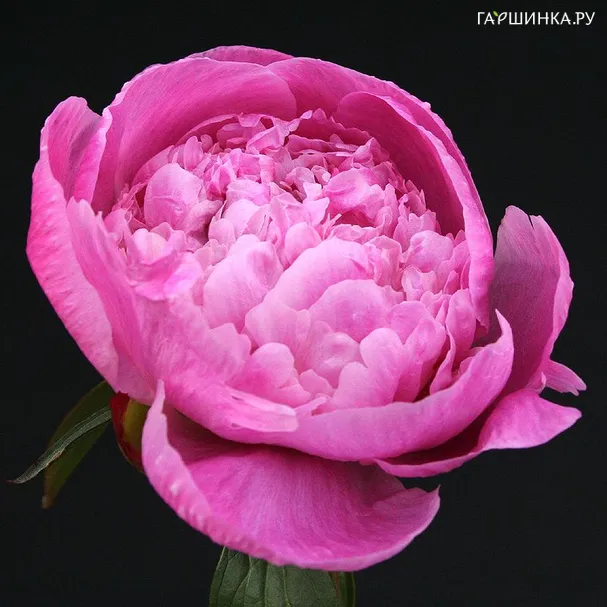Пион Kelways Loveley