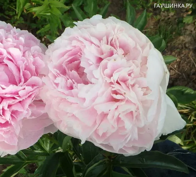 Пион Klehm's Pink Unknown