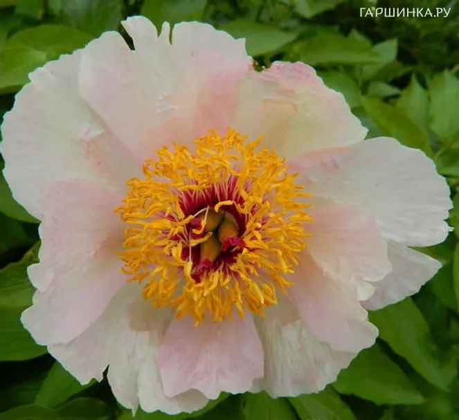 Пион Le Printemps