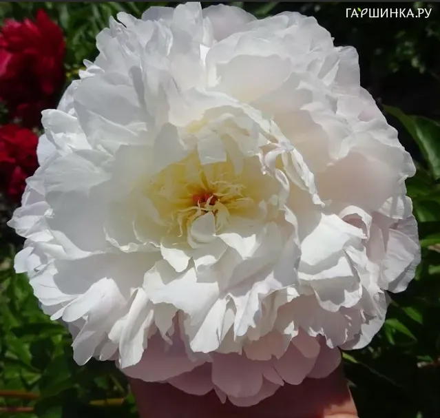Пион Lillian Wild