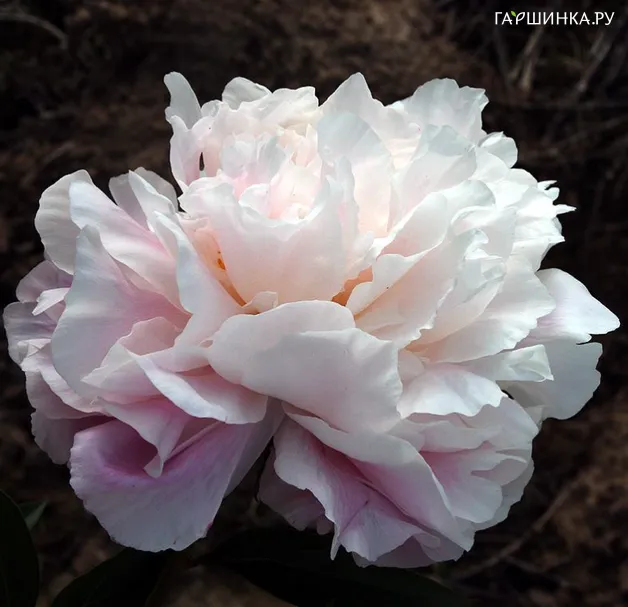 Пион Madame Eduard Doriat
