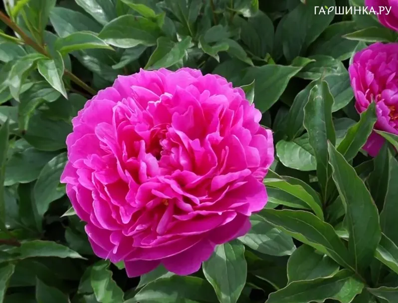 Пион Magenta Melody