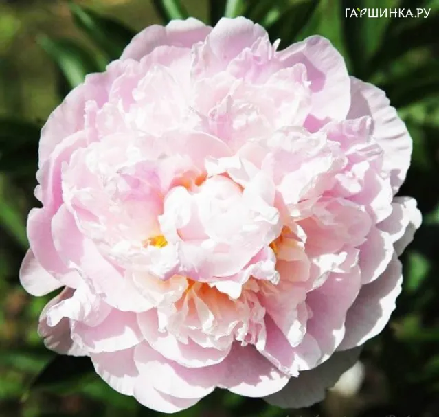 Пион Marguerite Gerard