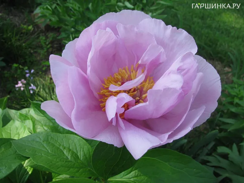 Пион May Lilac