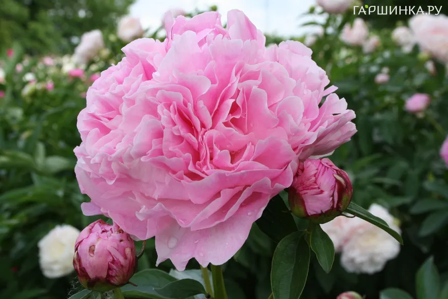 Пион Miss Eckhard