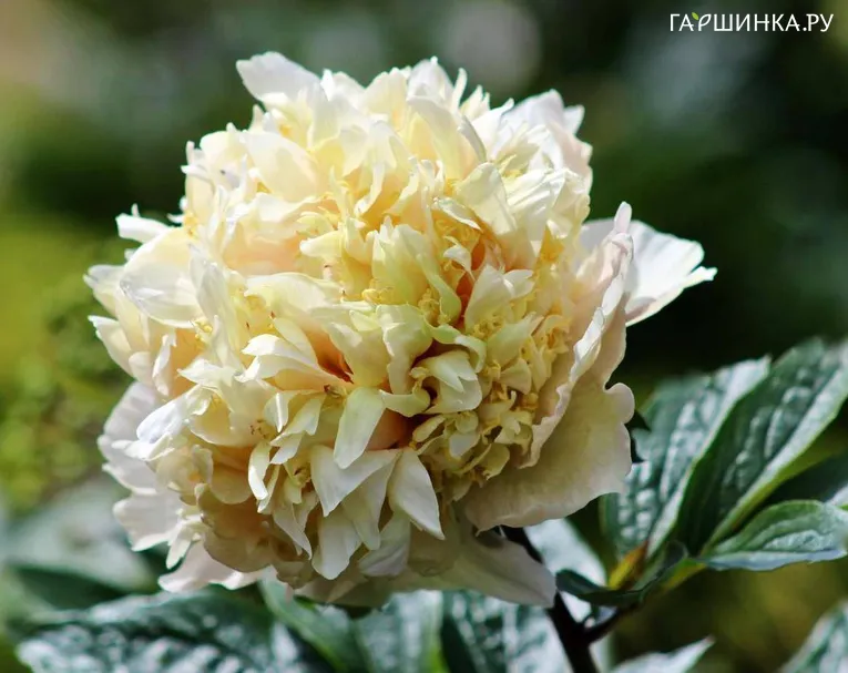 Пион Quitzin