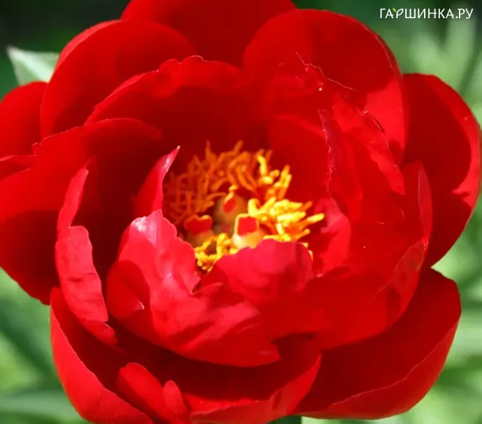 Пион Red Red Rose