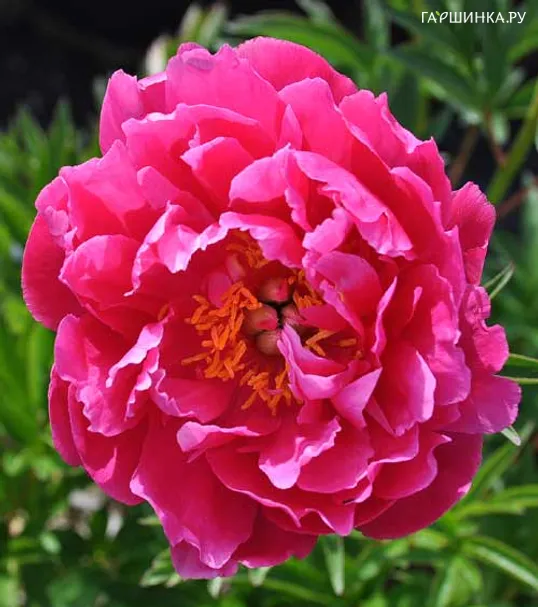 Пион Rose Reverence