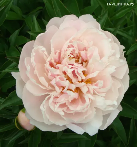 Пион Serene Pastel