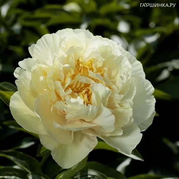 Пион Санни Герл