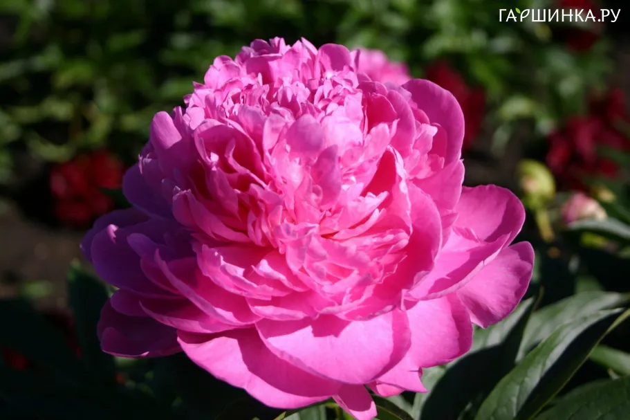 Пион Vivid Rose