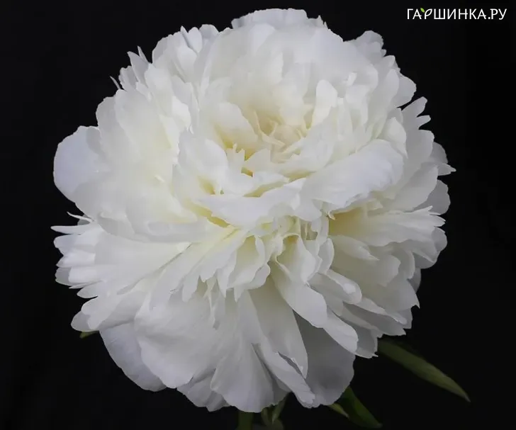 Пион White Ivory