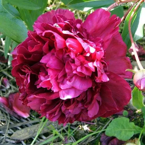 Пион Wine Red