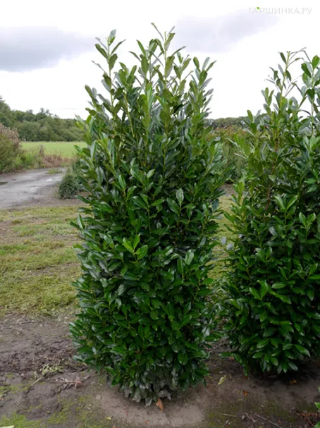 Лавровишня Элли