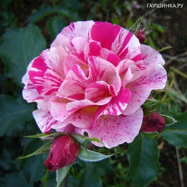 Роза Ренесанс флорибунда, Империал Роуз Imperial Rose