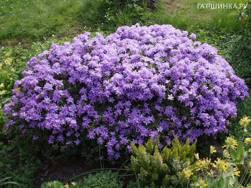 Рододендрон плотный Рамапо