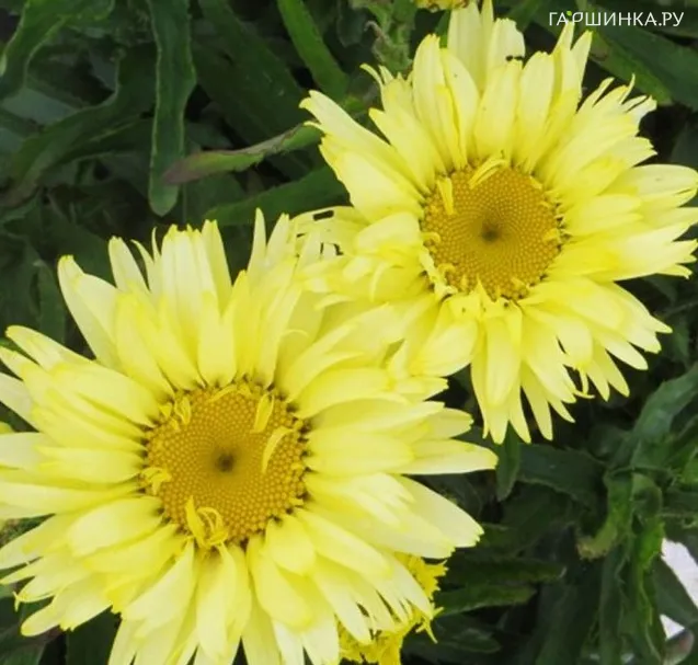 Ромашка (Нивяник) Голдсмит