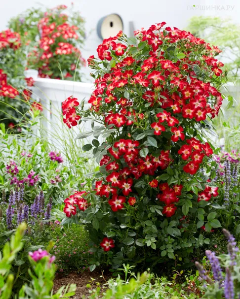 Роза Эверглоу Руби историческая (лиц)