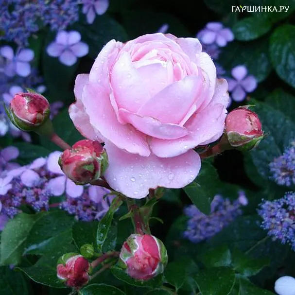 Роза Иннер Вил Роуз, Roses 4 Ever (лиц)
