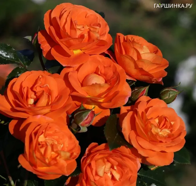 Роза Манго флорибунда, Топалович (лиц)